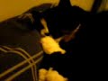 眠りネコ動画