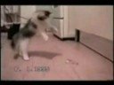 Really Funny Cats