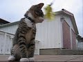 CAT. jumping cat