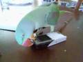Barbara (Alexandrine Parrot) destroys a mobile phone
