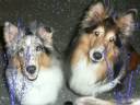 Jenna-My Beautiful Blue Merle Girl