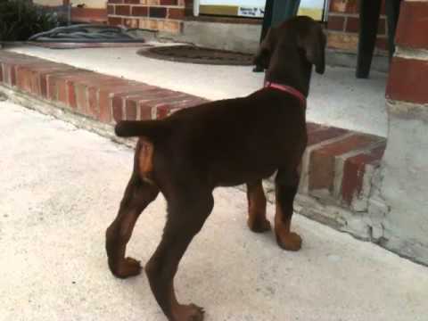 Doberman Pinser