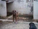 Yanka e Pacato