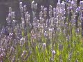 Bees in Lavender