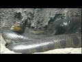 Green Anaconda.オオアナコンダ。 アナコンダ