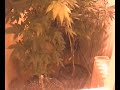 HOLANDA HOLLAND NETHERLAND AMSTERDAM �MSTERDAM