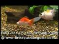 GoldFish (An Introduction)
