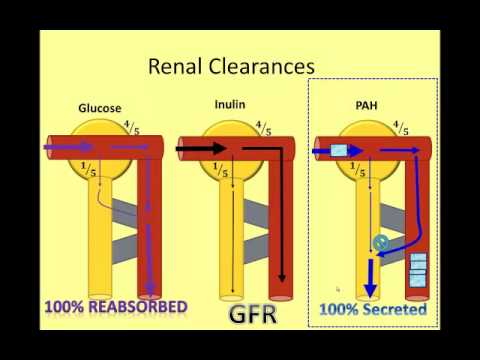 clearance - This video illustrates the complex physiological concept of renal clearance through custom-designed animations, graphs, and problem sets. Topics in the video...