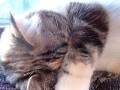 videos de Cat Plays Peekaboo