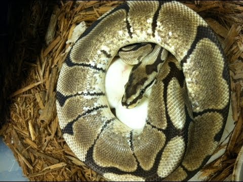 YouTube reptile video