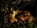 buffalo-vs-lions.html