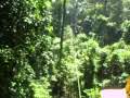 OLONGAPO CITY, CUBI POINT SUBIC (TREE TOP ADVENTURE) SUPERMAN RIDE 10.29.2009