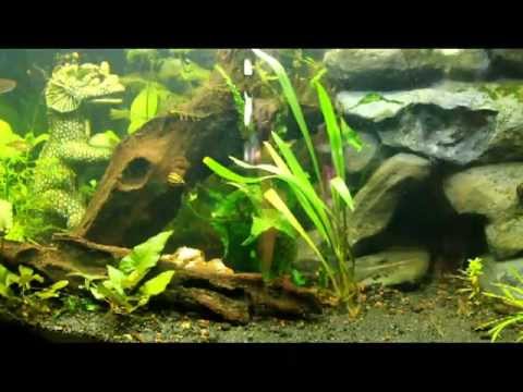 how to treat aquarium plants for snails