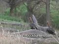 Kansas Turkey Hunting for the Rios - funny miss Kansas Turkey Hunting for the Rios - funny miss