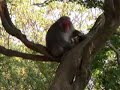 Arashiyama Monkey Park, Kyoto Japan Arashiyama Monkey Park, Kyoto Japan