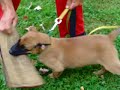 Gym puppy training Gym puppy training