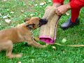 Gym puppy training