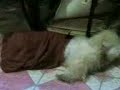 puyet