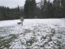 Dogo Canario Hampa de la arena