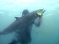 Spearfishing Spanish Mackerel Tutorial