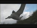 Seabirds and Seals of South Georgia, Antarctica