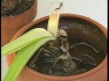 Have Amaryllis? Will Grow