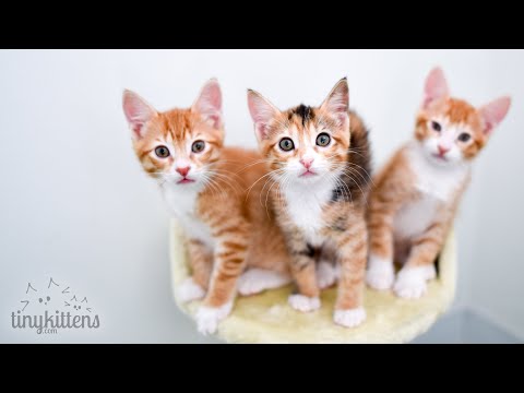 LIVE: Feral rescue cat Naya and her newborn kittens!