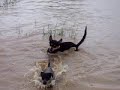 Dogs Just Wanna Have Fun