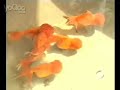 Goldfish Breeding Part 2