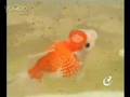 Goldfish Breeding Part 2