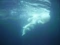Lloyd der Eisb�r aus dem Zoo am Meer