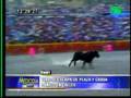 Toro Escapa de Coso Taurino en Huari Ancash