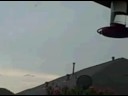 hummingbirds flight hummingbirds flight
