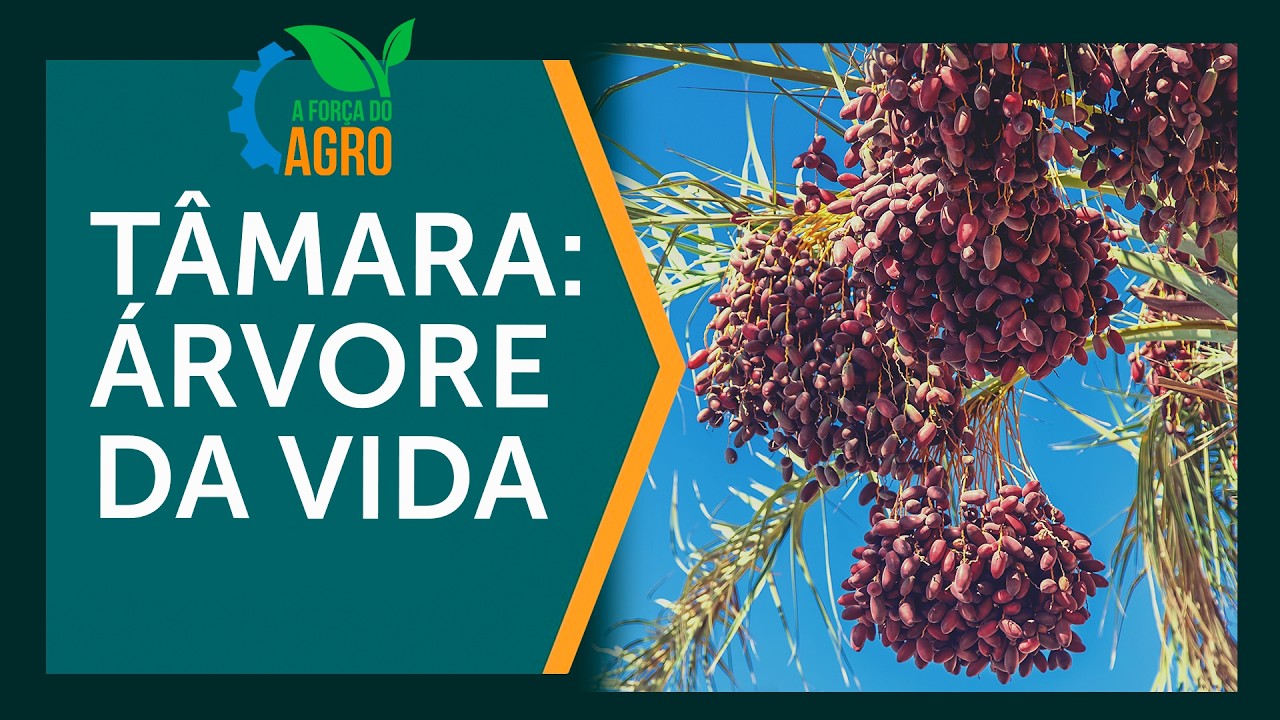 O segredo da tâmara: por que ela sustenta culturas milenares?  |  AFA, com Joice Maffezzolli