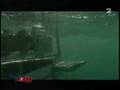 Focus TV: Sharkwater & Sharkproject part 2