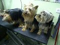 Gheisa, Shiba y Curro