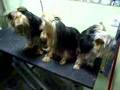 Gheisa, Shiba y Curro