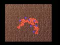 SimBioDyn example 1