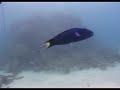 agincourt-reef.html