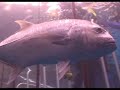 Agincourt Reef