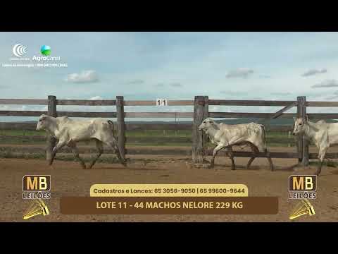 527� LEIL�O VIRTUAL MB LEIL�ES