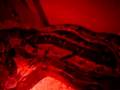 Boa-c-c-making-love-