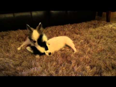 AKC Papillon female white and sable