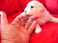 UBERRIMA FIDES Charnett 19 days old