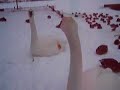 Trumpeter Swans