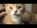 Kittens Kittens