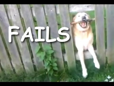 Funny and cute dog fails compilation 2014 - Dogs with sticks version
