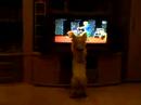 Jessy in action