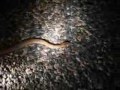 Tez and Chris. Wild Animals in Central Australia. Part two