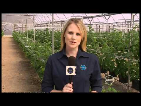 how to grow raspberries in qld